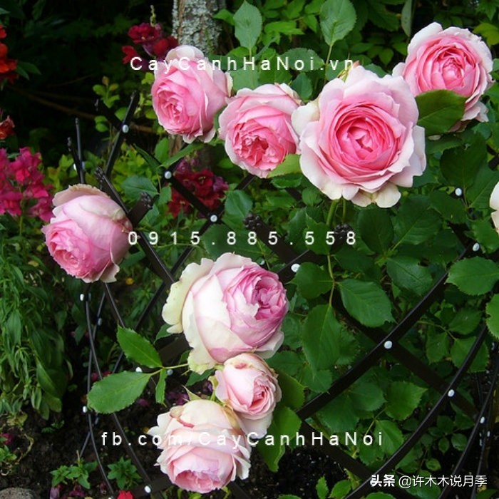 月季叶子枯萎怎么修剪,月季灰霉