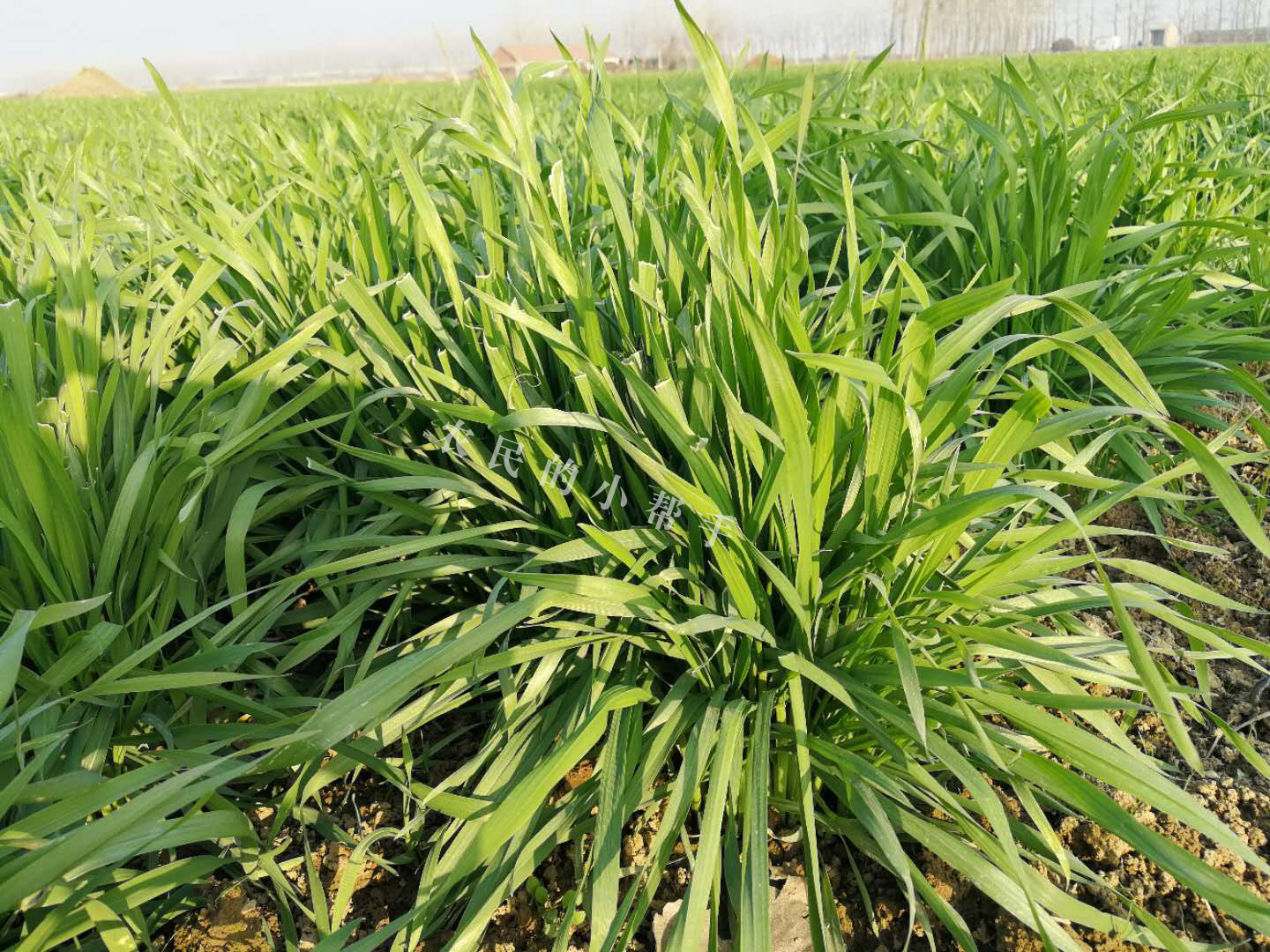 小麦返青慢的原因,小麦种子出芽慢是怎么回事