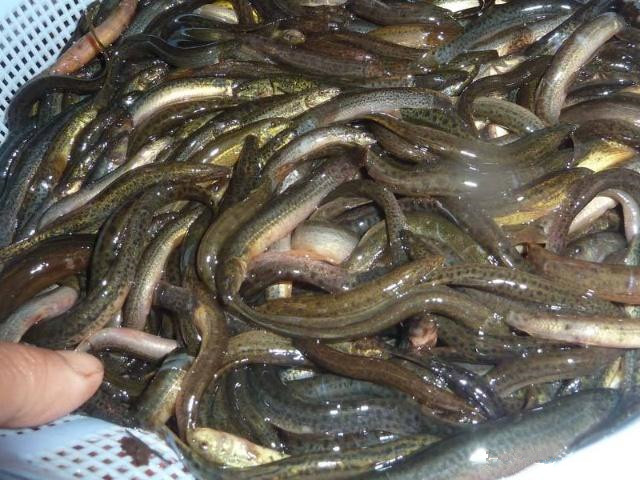 泥鳅黄鳝种苗如何人工越冬,冬天怎样让泥鳅在水里最活跃
