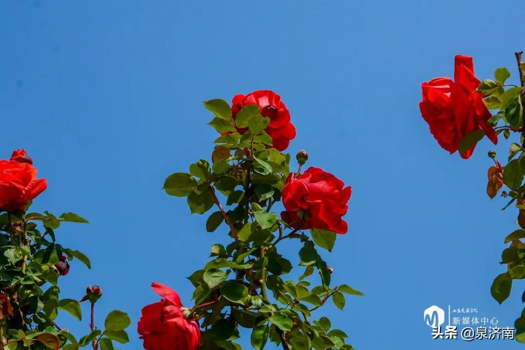 楂樻牎椋庨噰绯诲垪,楂樻牎椋庨噰灞曠ず瑙嗛