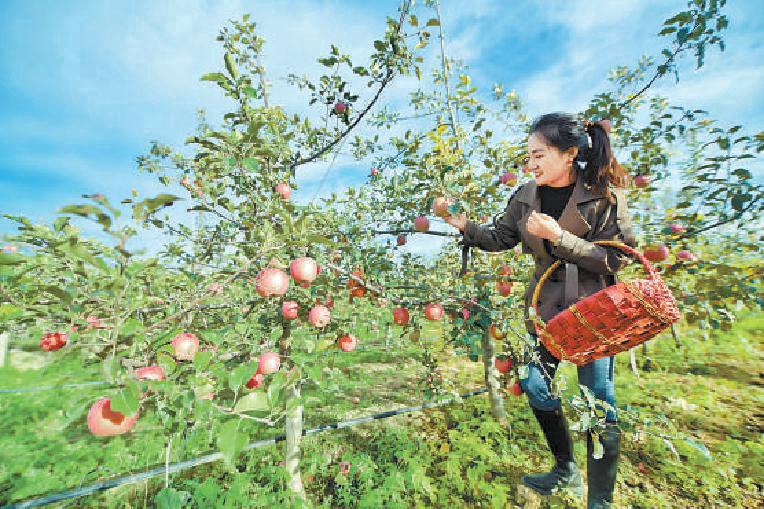 脆甜苹果新鲜水果,脆甜的苹果有什么品种