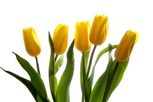 粉色郁金香花语象征与寓意是什么,粉色郁金香花语送女朋友