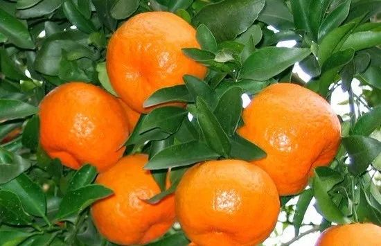 你心中的大山是什么,你心中的十堰是什么样的