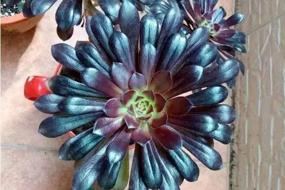 黑法师怎么养肥,如何养护黑法师