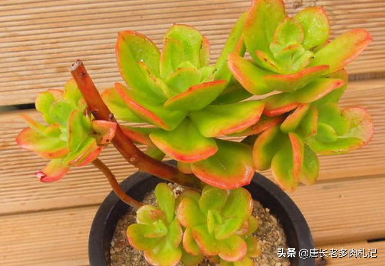 多肉红梅烂根怎么处理,多肉红梅徒长了怎么办