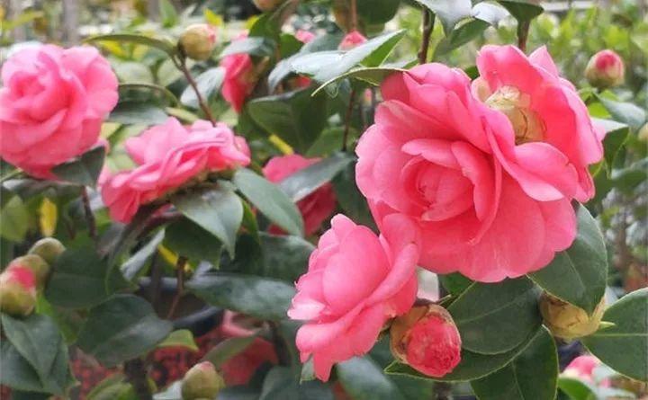 养花新手不知道养什么，就选这几种植物，轻松养爆盆