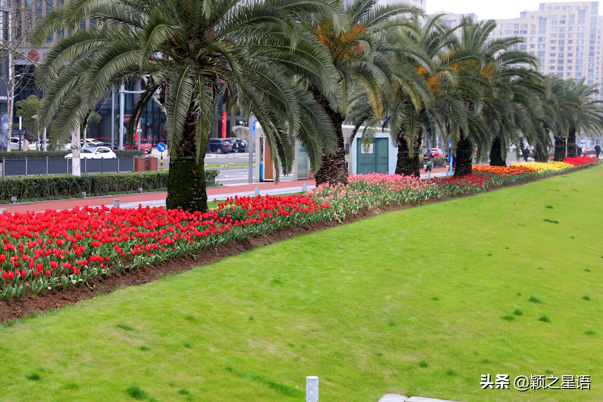 宁波最大的郁金香基地,宁波郁金香在什么地方