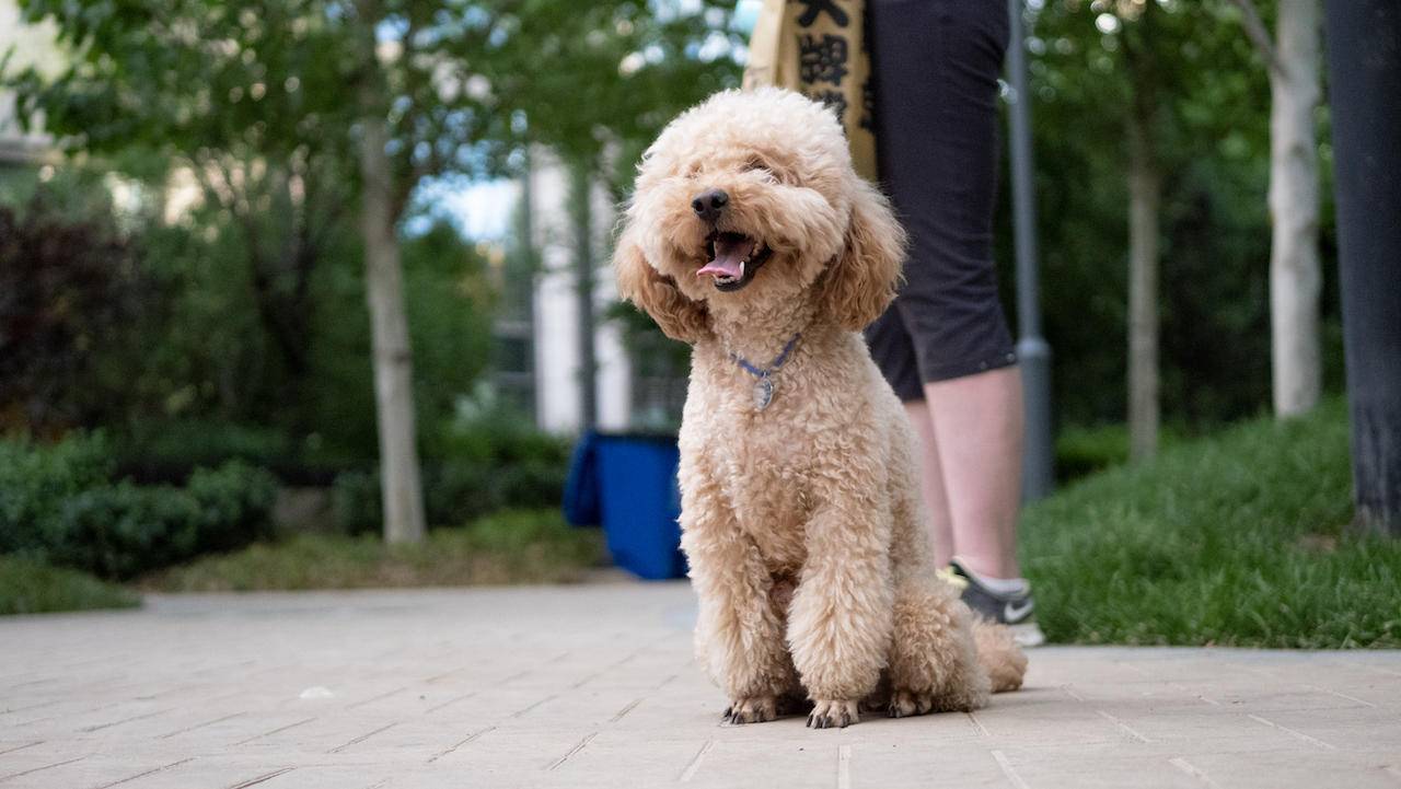 野路子摄影师小渔,松下gx9拍照效果怎么样