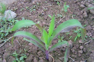 低温寡照玉米不长怎么办？4大补救措施帮你减少损失