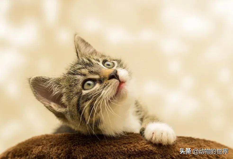 在网上买400多的缅因可以吗,一万多买的缅因猫死了