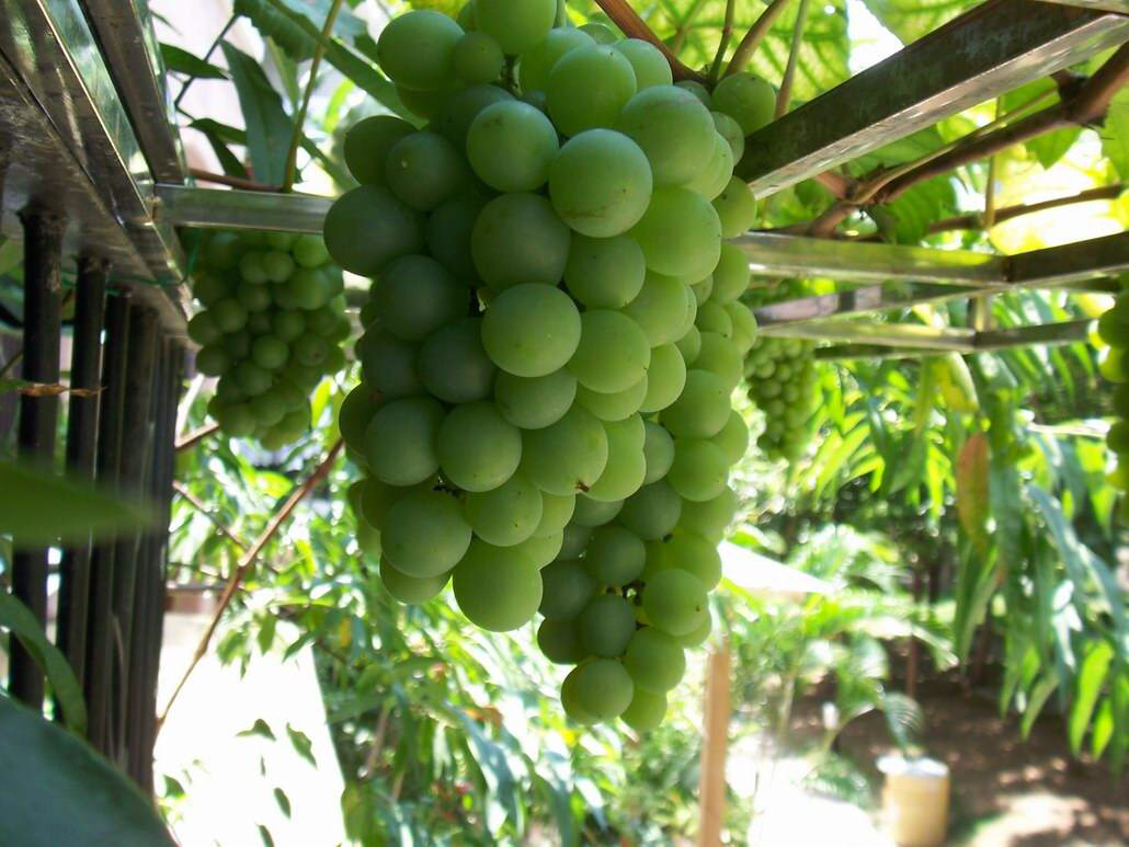 乡下比较适合的爬藤植物,有院子必养4种爬藤花