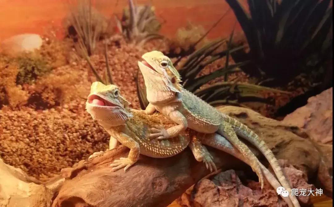 鬃狮蜥蜴拉稀怎么办,鬃狮蜥蜴不爱吃东西