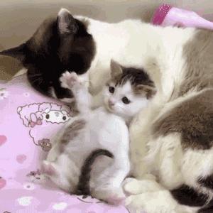 猫老是在被子上踩来踩去,怎么防止猫在被子上尿尿