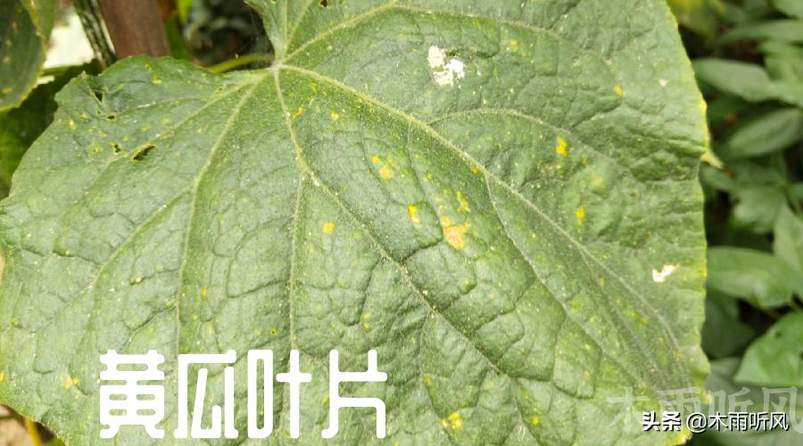 秋季黄瓜病虫害防治,秋黄瓜病虫怎样治