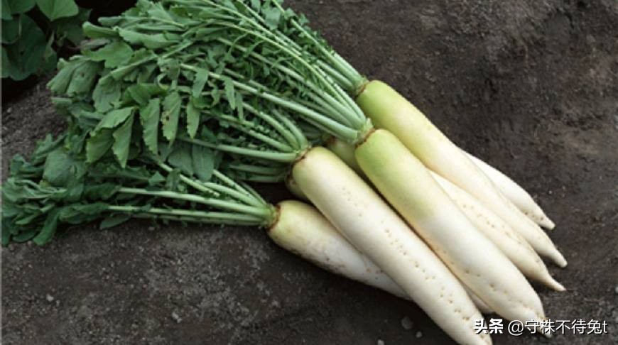 100个冷知识是什么,100万个冷知识