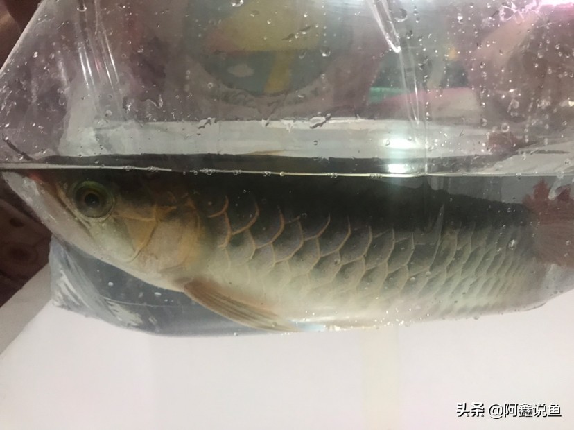 红龙最近老是蒙眼怎么办,红龙蒙眼用什么药最好