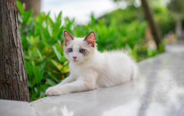斗鸡眼布偶猫是有缺陷吗,布偶猫斗鸡眼有没有影响