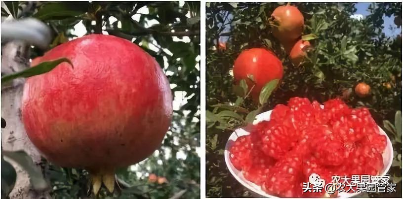 种植新品种果树苗一手货源,各种新品种果树苗木一手货源