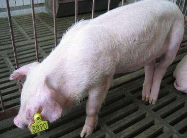 猪非瘟预防,圆环副猪怎么治疗