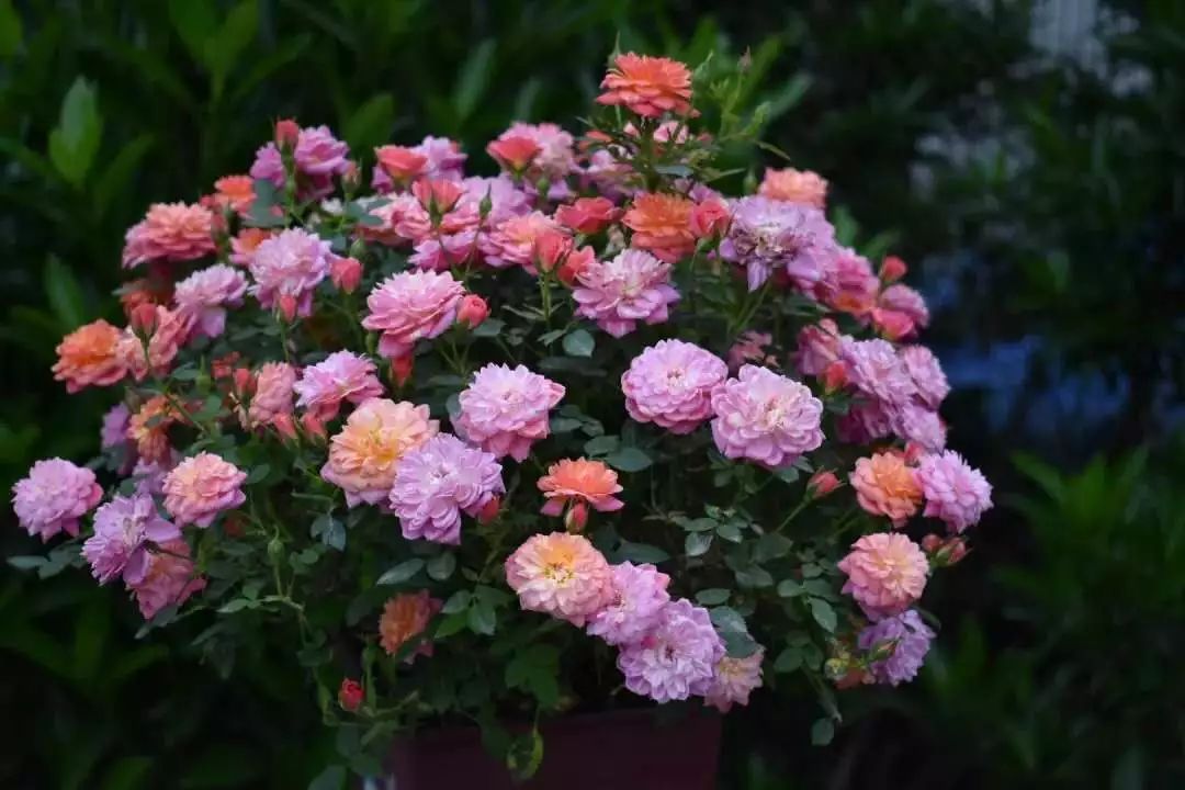 大连买花到哪里,大连网络买花花店