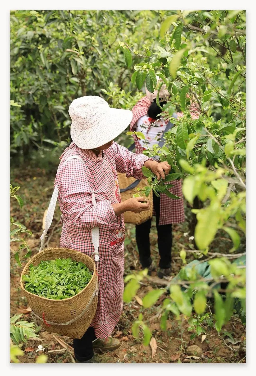 董明珠喝什么茶,勐傣好喝的茶