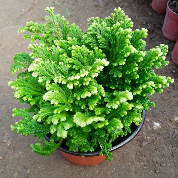 农村小野草“九死还魂”，缺水成枯草，遇水就复活，如今成高档货