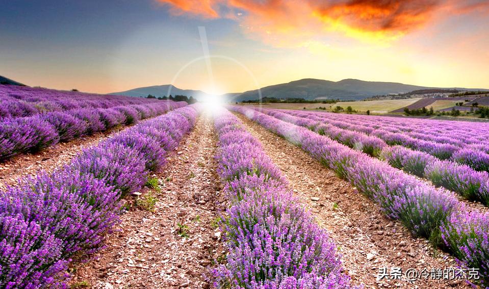 国产薰衣草精油品牌,疆颂熏衣草纯天然精油