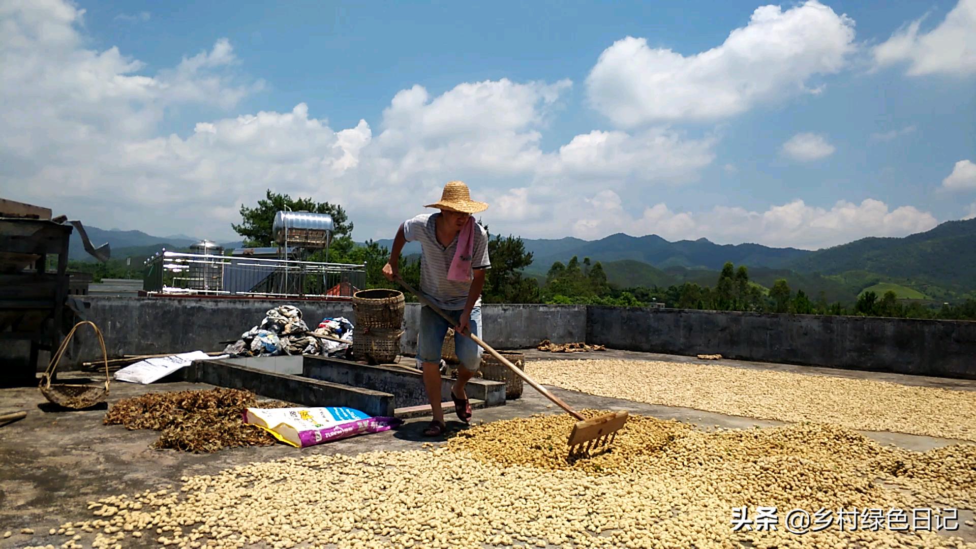 农民花生收获的季节,农民收获花生场景