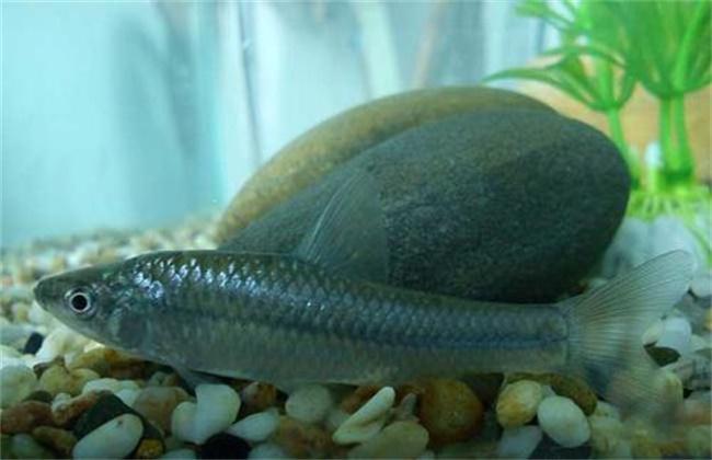 麦穗鱼怎样养殖,麦穗鱼如何大量养殖