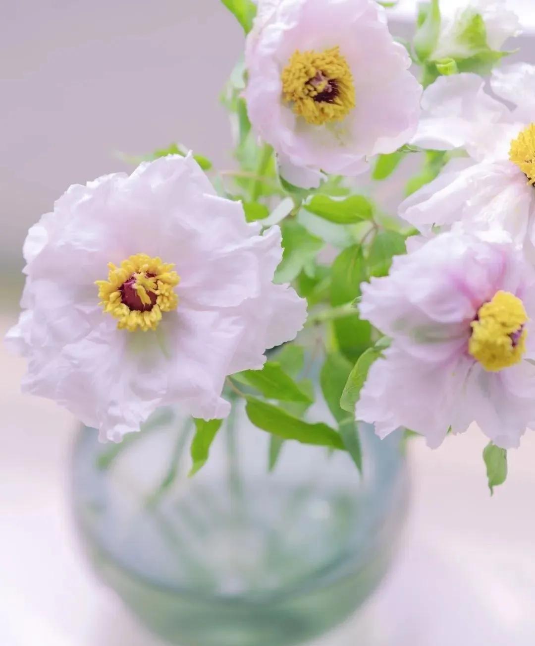 牡丹鲜切花：解语应倾国，无情亦动人