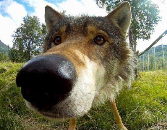 狗狗吃什么能变成黑鼻头,狗狗的黑鼻头变白是什么原因