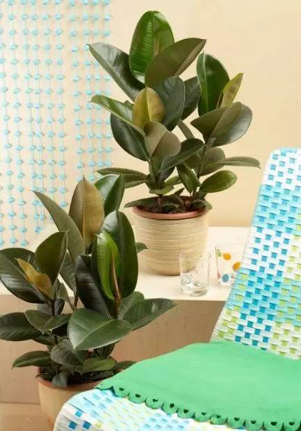 家里的植物放在哪里最好,什么植物适合放在家里不见太阳