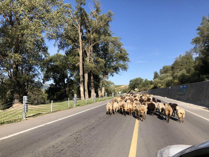 出游大美新疆第十四天,郑州周边2-3天短途旅游亲子11月