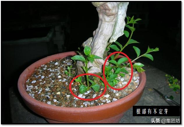 盆景选芽与摘芽，做好了，盆景树形稳定就完成了一半