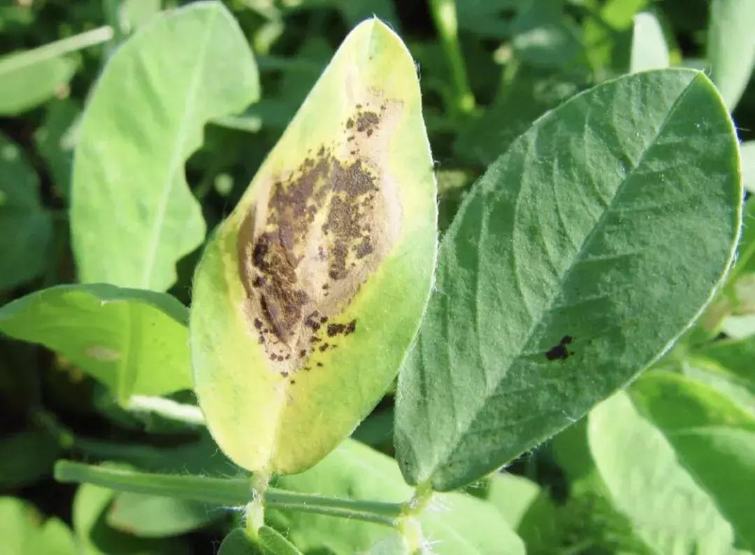 花生病害图谱及防治方法,花生幼苗期各种病害大全大图