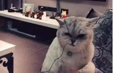 猫咪不习惯吃的表现,猫咪不为人知的用途