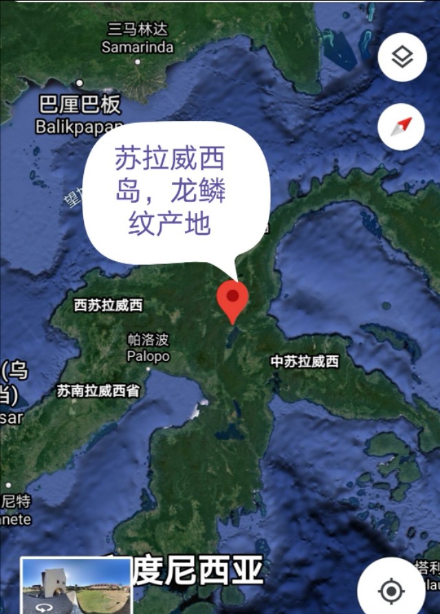 印尼金刚菩提是落地红吗,金刚菩提印尼跟尼泊尔