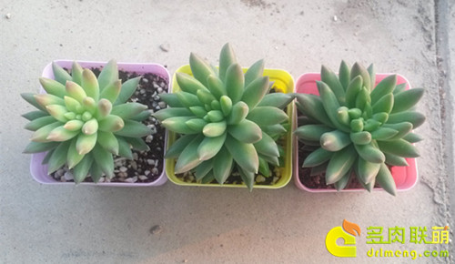 多肉面上铺了麦饭石怎么施肥,多肉施肥是浇水之后还是之前