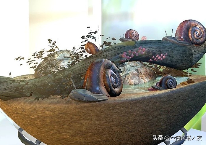 饲养蜗牛记录,如何饲养蜗牛蛋