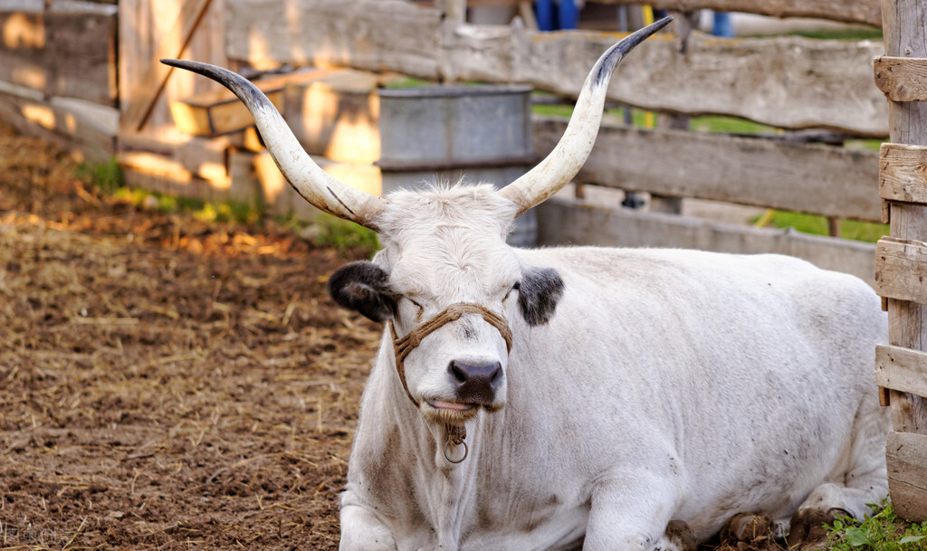 匈牙利国宝美食生肉,匈牙利国宝牛肉