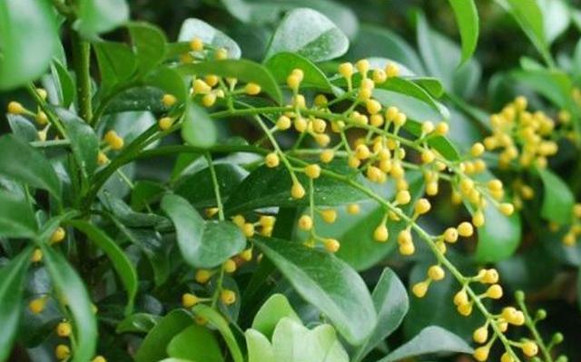 米兰花茉莉花扦插用什么基质土好,米兰花的扦插60天怎么没生根