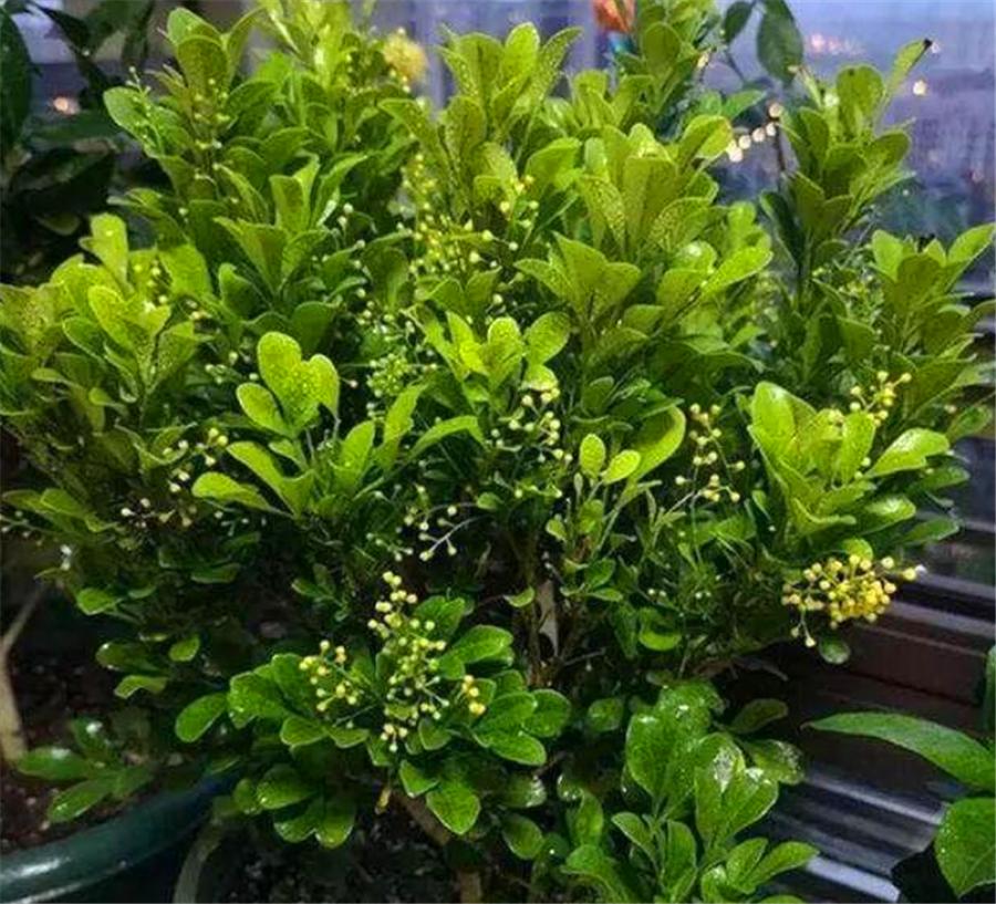 冬季米兰换盆的正确方法,怎么能让米兰花开得香呢