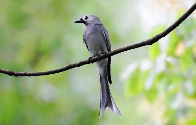 鸟类防御,鸟类保护措施
