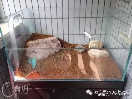 黄缘龟新手指南,怎么挑选黄缘龟