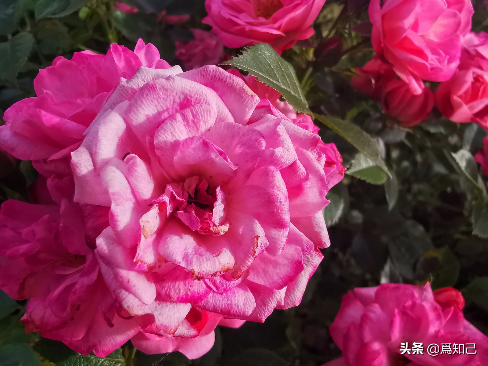 湖边矮花海怎么拍照好看,草原花海拍照怎么拍出高级感