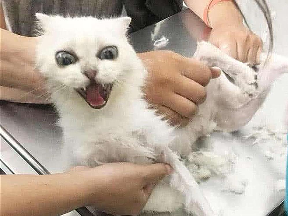 解决猫毛过敏最佳办法,猫毛会导致脸部过敏吗