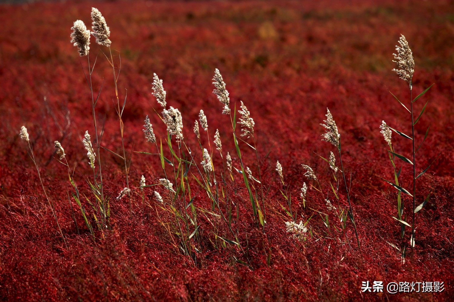 山东半岛最后一片黄金海岸，金沙银滩，海鸥翩舞，真正的世外桃源