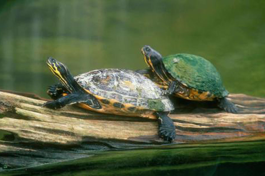 别让好心办坏事,别让好心办了坏事议论文