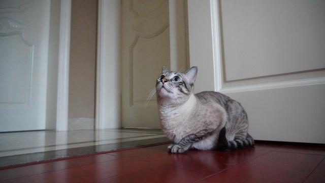 虎斑暹罗的鼻子是什么颜色的,虎斑暹罗猫咪多少斤需要减肥