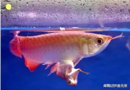 龙鱼细长不宽,龙鱼只长身体不长头